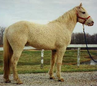 BASHKIR CRET
